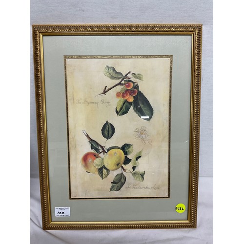 162 - PAIR OF PRINTS DEPICTING FRUIT 16