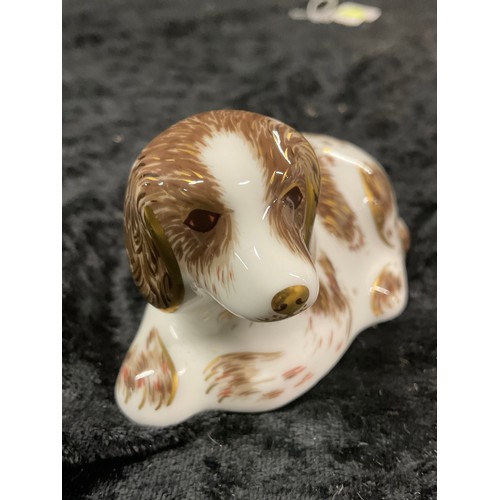 72 - ROYAL CROWN DERBY PAPERWEIGHT OF A DOG NAMED SCRUFF WITH GOLD BUTTON TO BASE