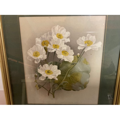 276 - SET OF 7 GILT FRAMED FLORAL PRINTS 17