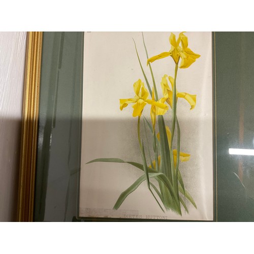 276 - SET OF 7 GILT FRAMED FLORAL PRINTS 17