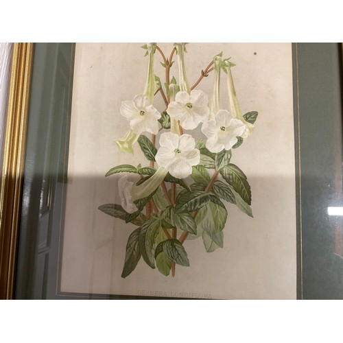 276 - SET OF 7 GILT FRAMED FLORAL PRINTS 17