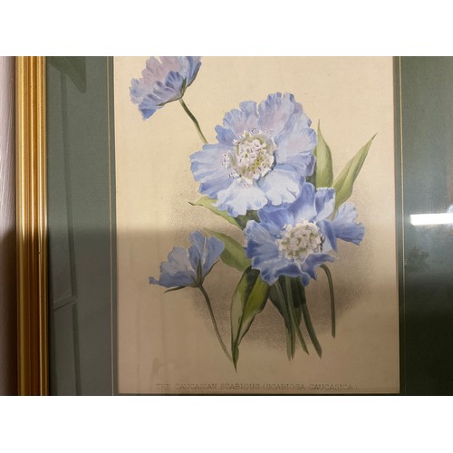 276 - SET OF 7 GILT FRAMED FLORAL PRINTS 17