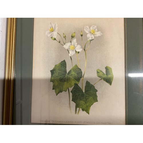 276 - SET OF 7 GILT FRAMED FLORAL PRINTS 17