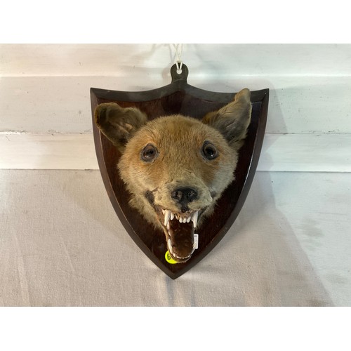 49 - MOUNTED FOX HEAD ON OAK PLINTH