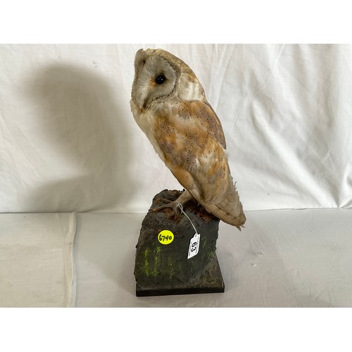 63 - VINTAGE TAXIDERMY OWL