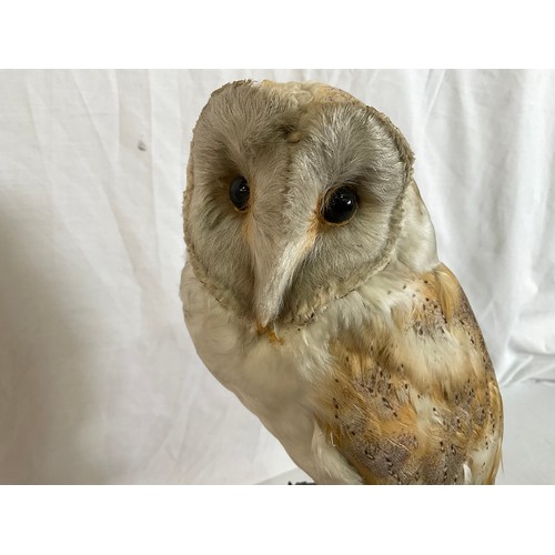 63 - VINTAGE TAXIDERMY OWL