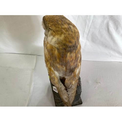 63 - VINTAGE TAXIDERMY OWL