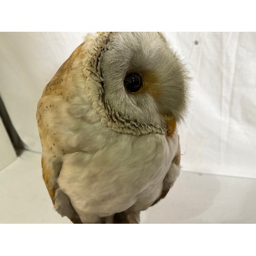 63 - VINTAGE TAXIDERMY OWL