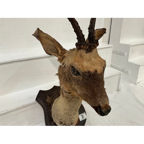 3 - VINTAGE TAXIDERMY DEERS HEAD ON PLINTH A/F