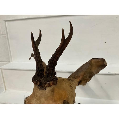 3 - VINTAGE TAXIDERMY DEERS HEAD ON PLINTH A/F