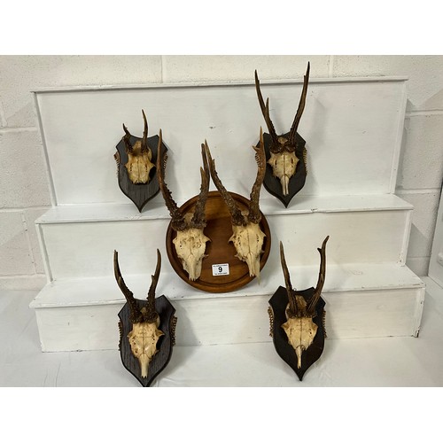 9 - 5 MOUNTED DEER SKULLS WITH THERE ANTLERS