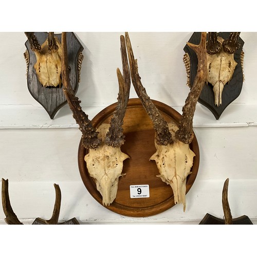 9 - 5 MOUNTED DEER SKULLS WITH THERE ANTLERS