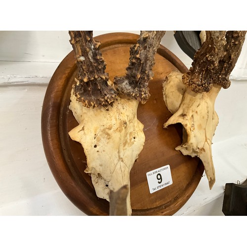 9 - 5 MOUNTED DEER SKULLS WITH THERE ANTLERS