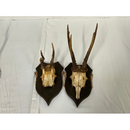 9 - 5 MOUNTED DEER SKULLS WITH THERE ANTLERS