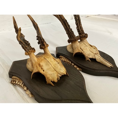 9 - 5 MOUNTED DEER SKULLS WITH THERE ANTLERS