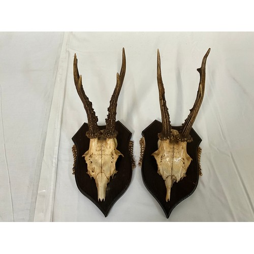 9 - 5 MOUNTED DEER SKULLS WITH THERE ANTLERS