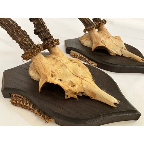 9 - 5 MOUNTED DEER SKULLS WITH THERE ANTLERS