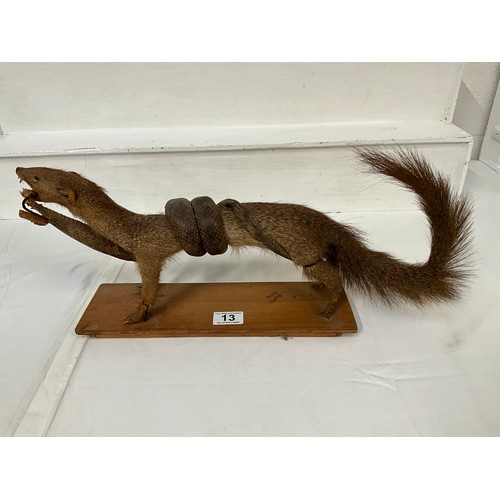 13 - VINTAGE TAXIDERMY MONGOOSE WITH SNAKE ON PLINTH A/F