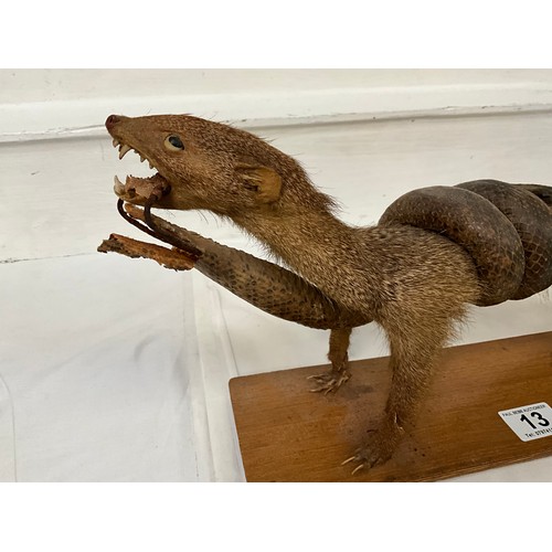 13 - VINTAGE TAXIDERMY MONGOOSE WITH SNAKE ON PLINTH A/F