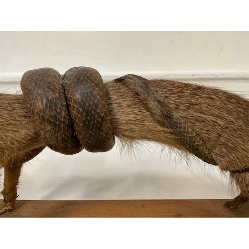 13 - VINTAGE TAXIDERMY MONGOOSE WITH SNAKE ON PLINTH A/F