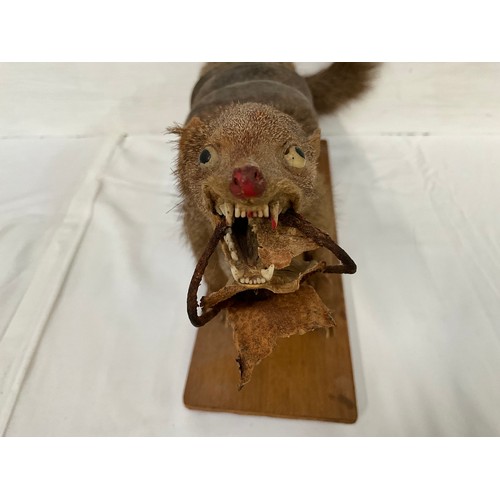 13 - VINTAGE TAXIDERMY MONGOOSE WITH SNAKE ON PLINTH A/F