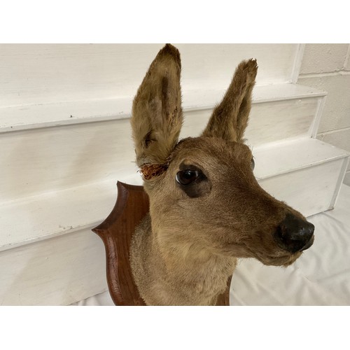 75 - VINTAGE TAXIDERMY MOUNTED DEERS HEAD A/F