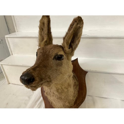 75 - VINTAGE TAXIDERMY MOUNTED DEERS HEAD A/F