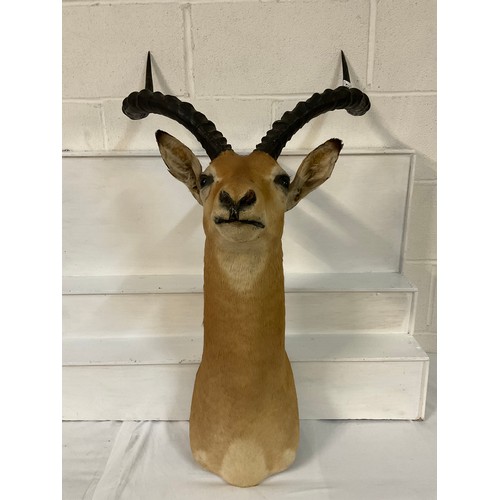 87 - TAXIDERY ANTELOPE WITH ANTLERS H30”