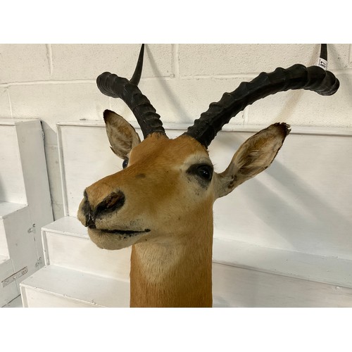 87 - TAXIDERY ANTELOPE WITH ANTLERS H30”