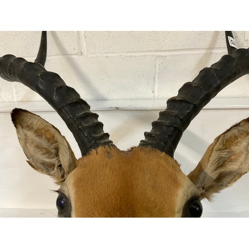 87 - TAXIDERY ANTELOPE WITH ANTLERS H30”