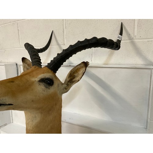 87 - TAXIDERY ANTELOPE WITH ANTLERS H30”