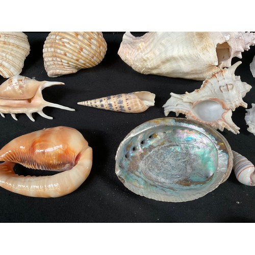 107 - A BOX OF SEA SHELLS ORNAMENTS ETC