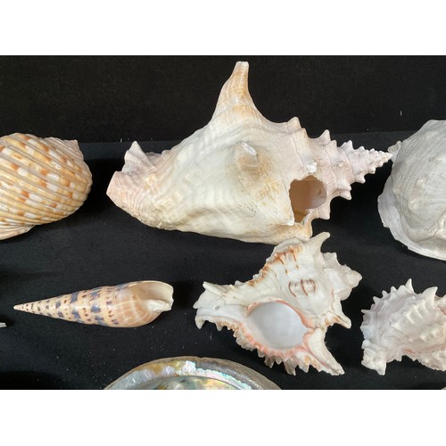 107 - A BOX OF SEA SHELLS ORNAMENTS ETC