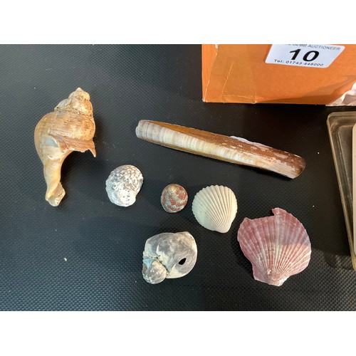 10 - COLLETION OF VINTAGE SHELLS AND CORAL
