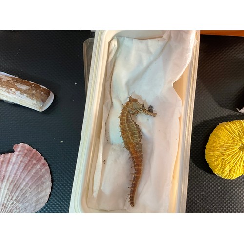 10 - COLLETION OF VINTAGE SHELLS AND CORAL