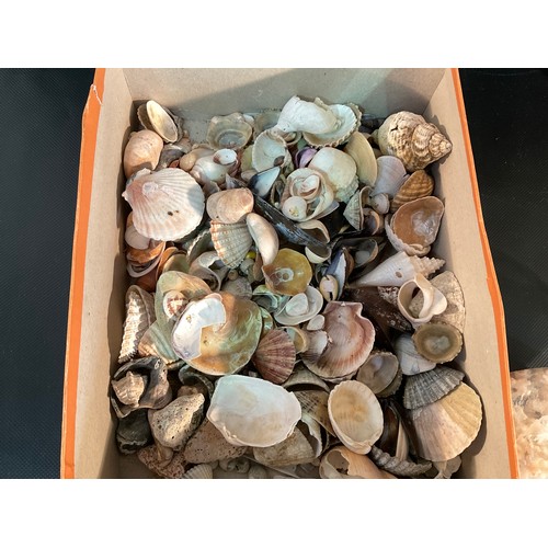 10 - COLLETION OF VINTAGE SHELLS AND CORAL