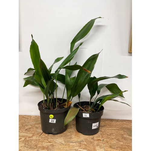22 - 2 POTTED ASPIDISTRA PLANTS