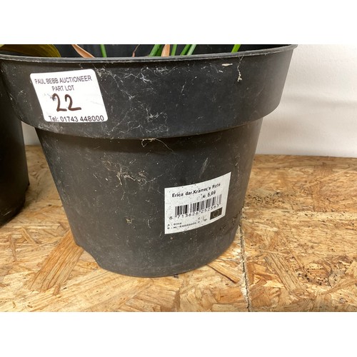 22 - 2 POTTED ASPIDISTRA PLANTS