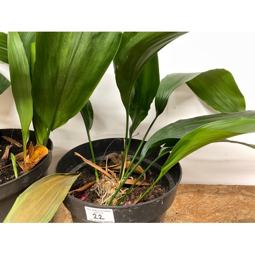 22 - 2 POTTED ASPIDISTRA PLANTS