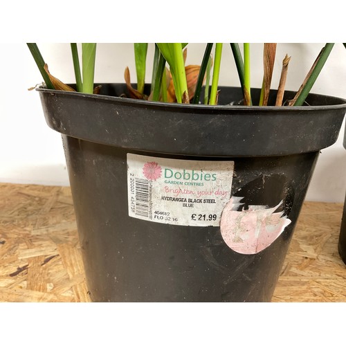22 - 2 POTTED ASPIDISTRA PLANTS