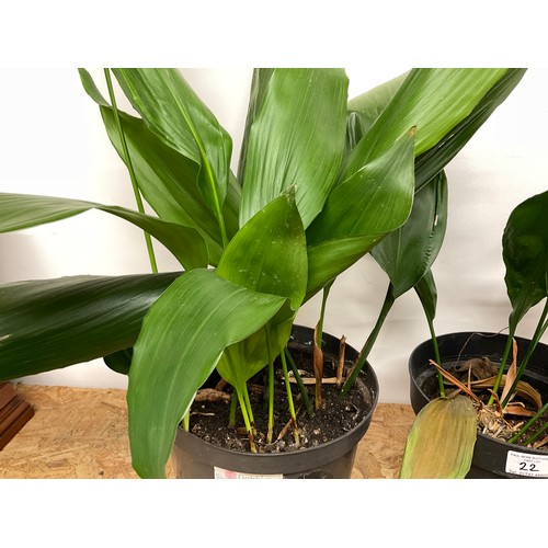 22 - 2 POTTED ASPIDISTRA PLANTS