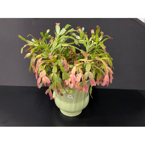 Lot 247       