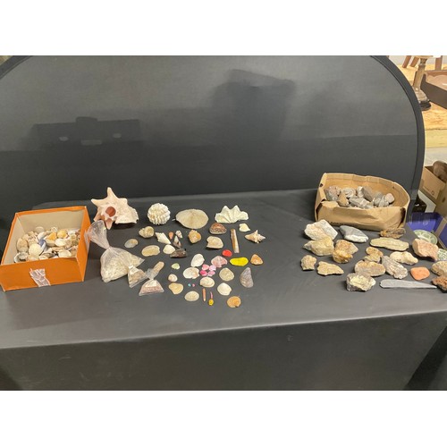 44 - BOX OF SHELLS AND ROCKS ETC