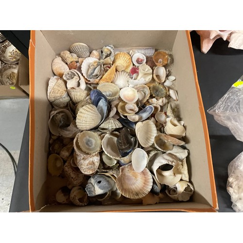44 - BOX OF SHELLS AND ROCKS ETC