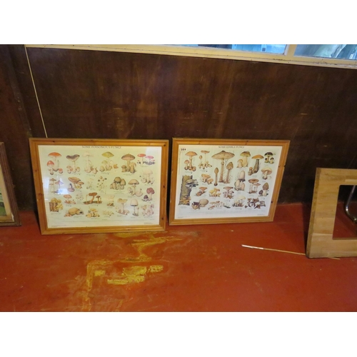 384 - 2 framed mushroom pictures