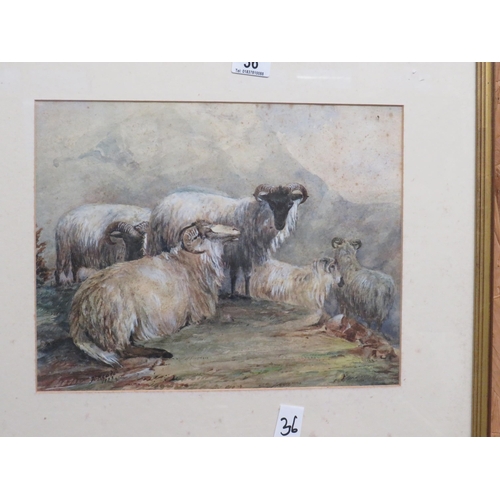 36 - Watercolour sheep signed A Meade 1883 11