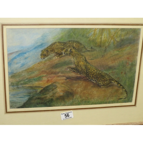 56 - J M Swan signed watercolour leopards 10