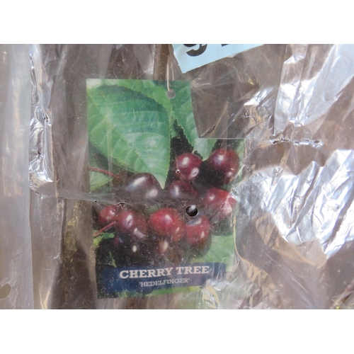 971 - Cherry tree