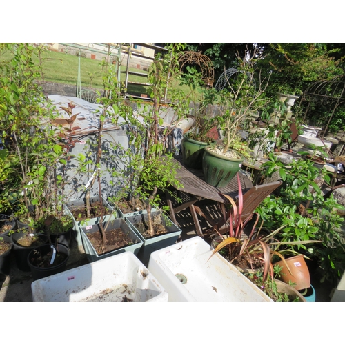 Lot 346       
