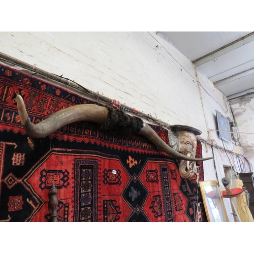 212 - Pair cattle horns